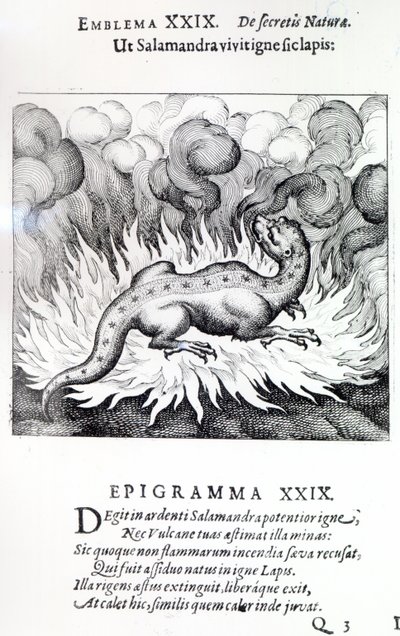 As the Salamander lives in fire, so also the Stone, Emblem XXIX from Atalanta fugiens by Michael Maier, 1617 by German School