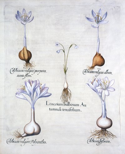 Autumn Snowflake and Meadow Saffrons, from Hortus Eystettensis by German School