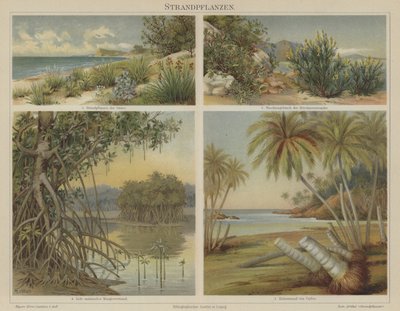 Beach Plants by German School