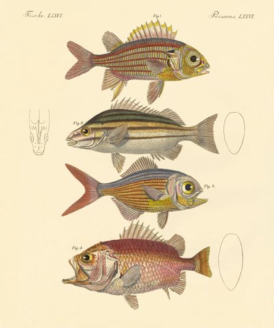 Beautiful Seabass-like Fish by German School