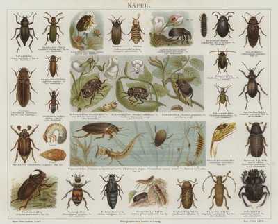 Beetles by German School