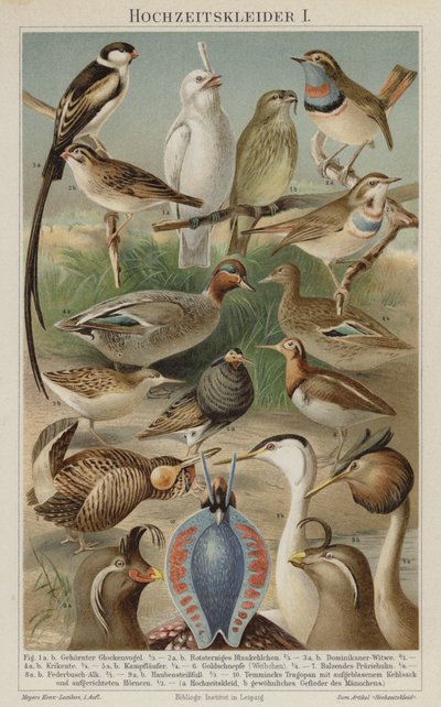 Birds Nuptial Plumage by German School