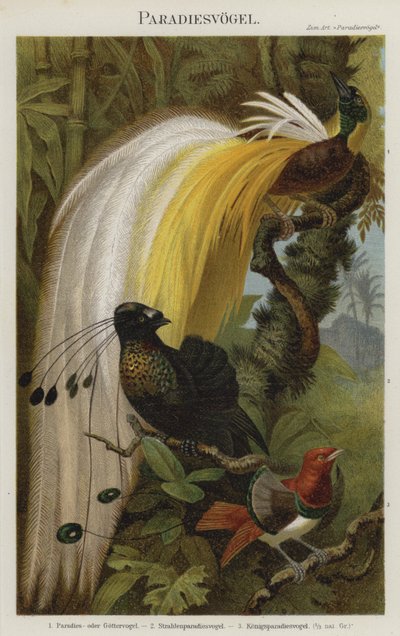 Birds of Paradise by German School