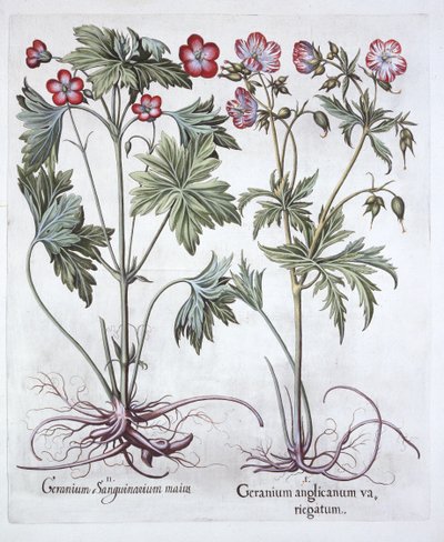 Bloody Cranesbill and Bigroot Cranesbill, from Hortus Eystettensis by German School