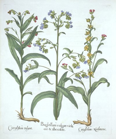 Blue Alkanet and Two Varieties of Hounds Tongue, from Hortus Eystettensis by German School