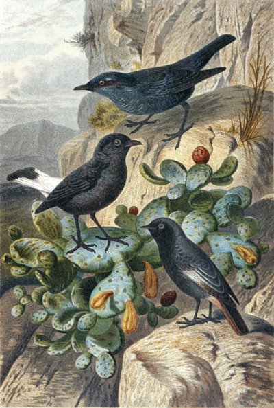 Blue Rock Thrush, Black Wheatear and Redtail, plate from 