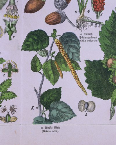 Branch of a Silver Birch Tree, from a book about Carolus Linnaeus system of classification by G.H. von Schubert by German School