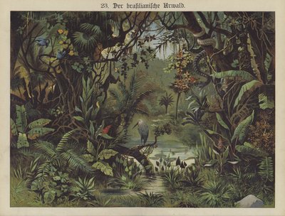 Brazilian Rain Forest by German School