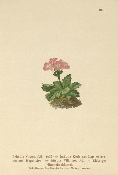 Broadleaf Primrose by German School