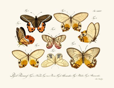 Butterflies by German School