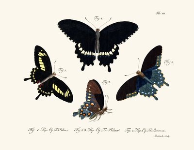 Butterflies by German School