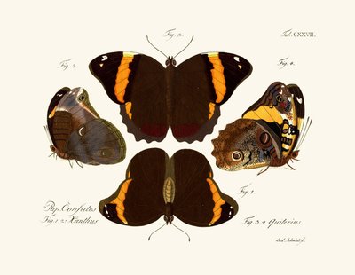 Butterflies by German School