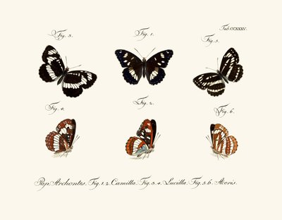 Butterflies by German School