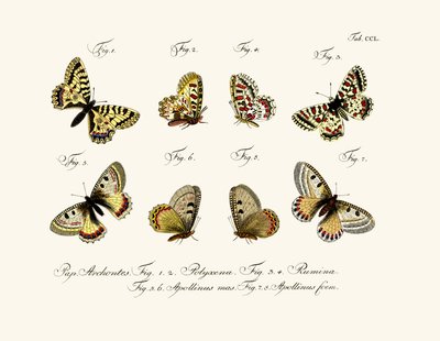 Butterflies by German School