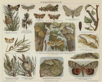 Butterflies and moths by German School