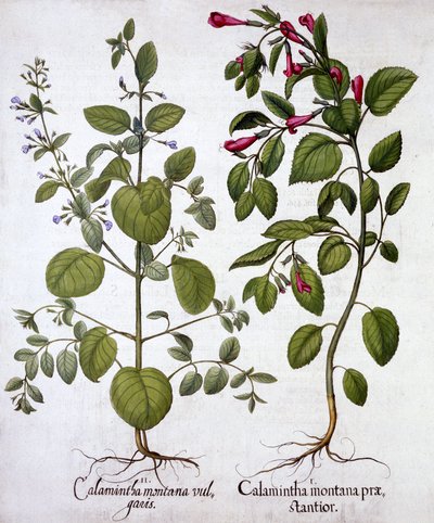 Calamints, from Hortus Eystettensis by German School