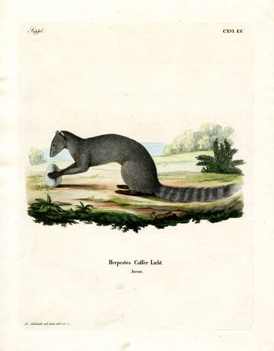 Cape Grey Mongoose by German School