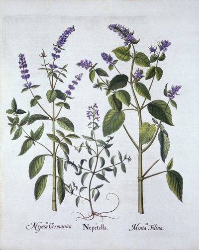 Catmint and Catnip, from Hortus Eystettensis by German School