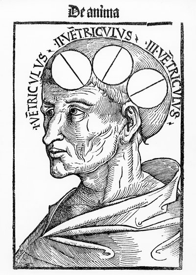 Cavities of the Brain, from Philosophia Naturalis by Albertus Magnus by German School