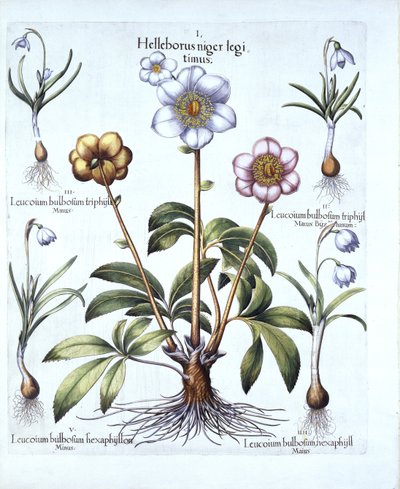 Christmas Rose and Snowdrop Variations, from Hortus Eystettensis by German School