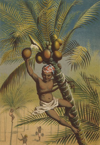 Coconut palms by German School