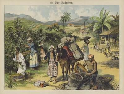 Coffee plantation by German School