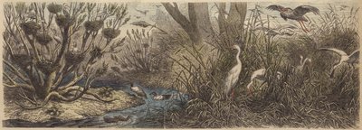Colony of Waterfowl on the River Tisza in Hungary by German School