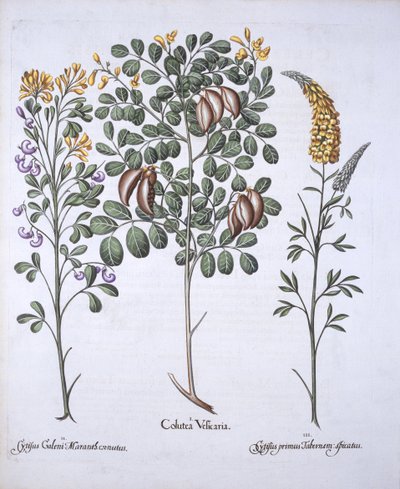 Colutea Tree and Cytisus Varieties, from Hortus Eystettensis by German School