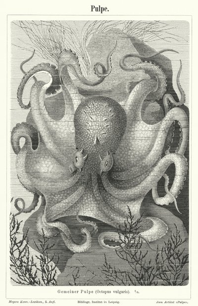 Common octopus by German School