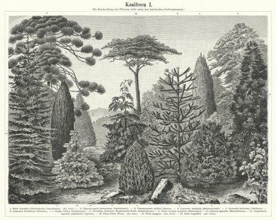 Coniferous trees by German School