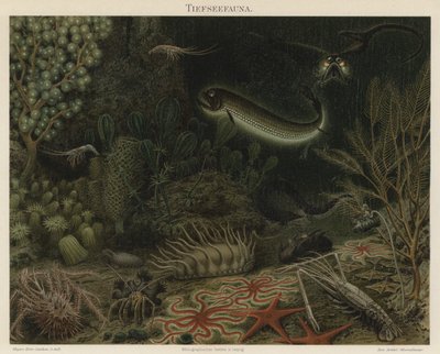 Deep sea fauna by German School