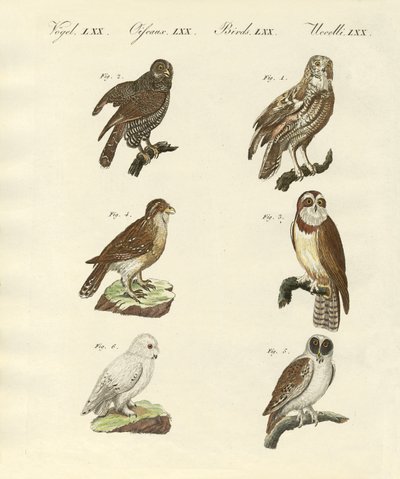 Different kinds of foreign owls by German School