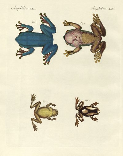 Different Kinds of Foreign Tree Frogs (coloured engraving) by German School