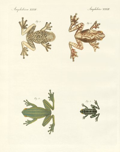 Different kinds of foreign tree frogs by German School