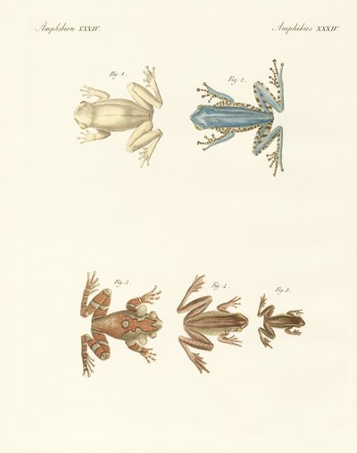 Different Kinds of Foreign Tree Frogs by German School