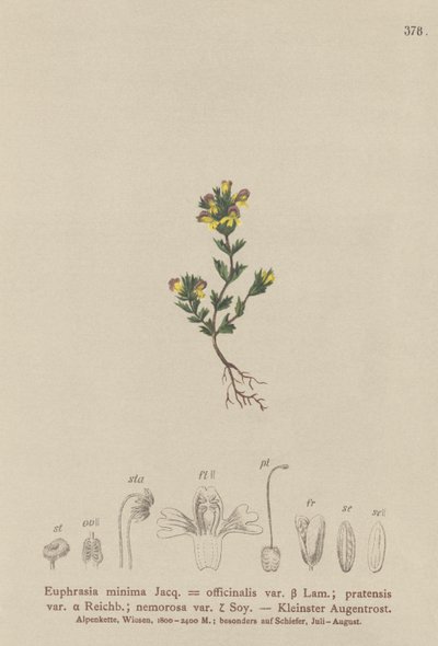 Dwarf Eyebright by German School