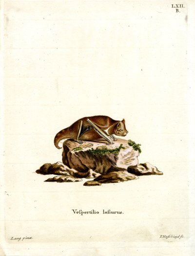 Eastern Red Bat by German School