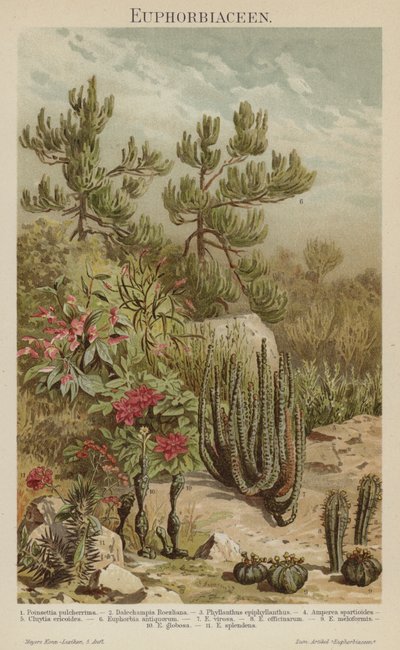 Euphorbias by German School