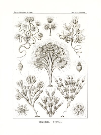 Flagellata by German School