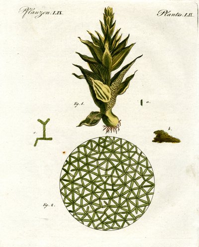 Four Kinds of Monkey by German School