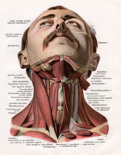 Frontal View of the Muscles and Glands of the Human Neck by German School