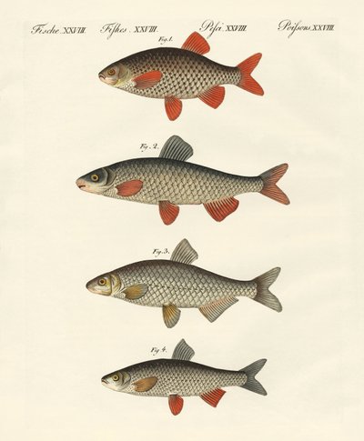 German river fish by German School