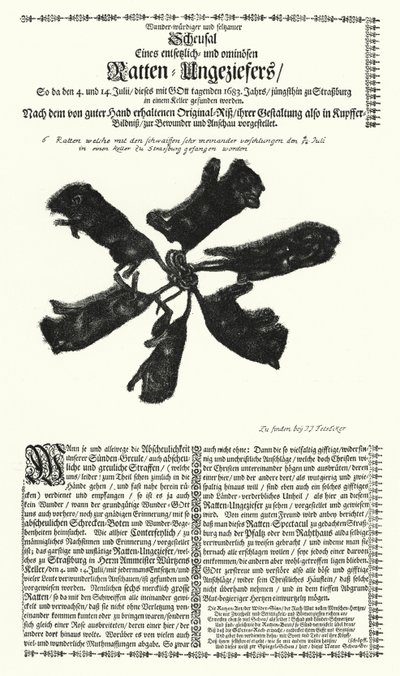 Giant Rats Caught in Strasbourg in 1683 by German School