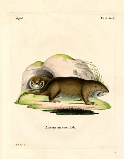 Gopher by German School