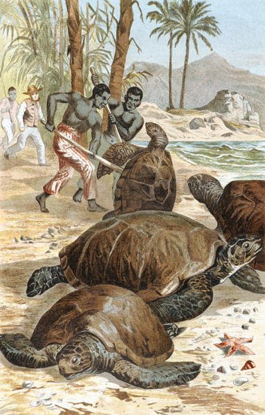 Green Turtle, plate from "Brehms Tierleben: Allgemeine Kunde des Tierreichs", vol.7, p.596, published by Bibliographisches Institut by German School