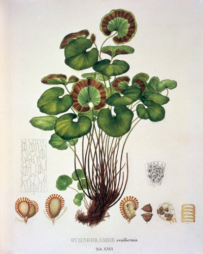 Gymnogramme Reniformis, table XXVI from 