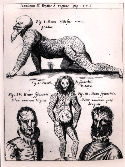 Hairy man and Wild man, illustration from Physica Curiosa by Gaspar Schott by German School