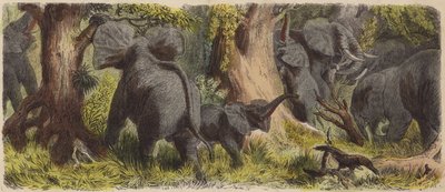 Herd of elephants in an African jungle by German School