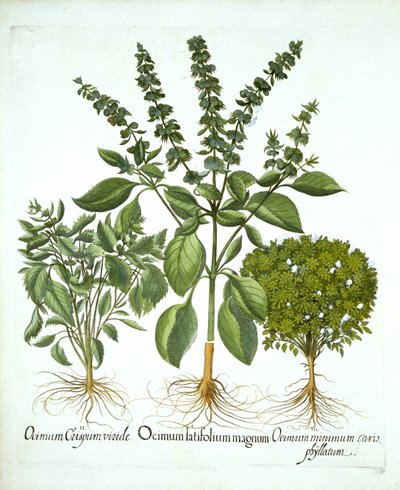 Holy Basil, and Two Further Varieties of Basil, from 