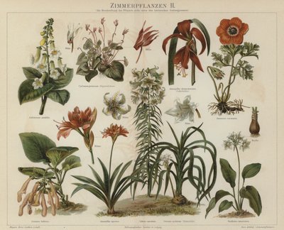 Houseplants by German School